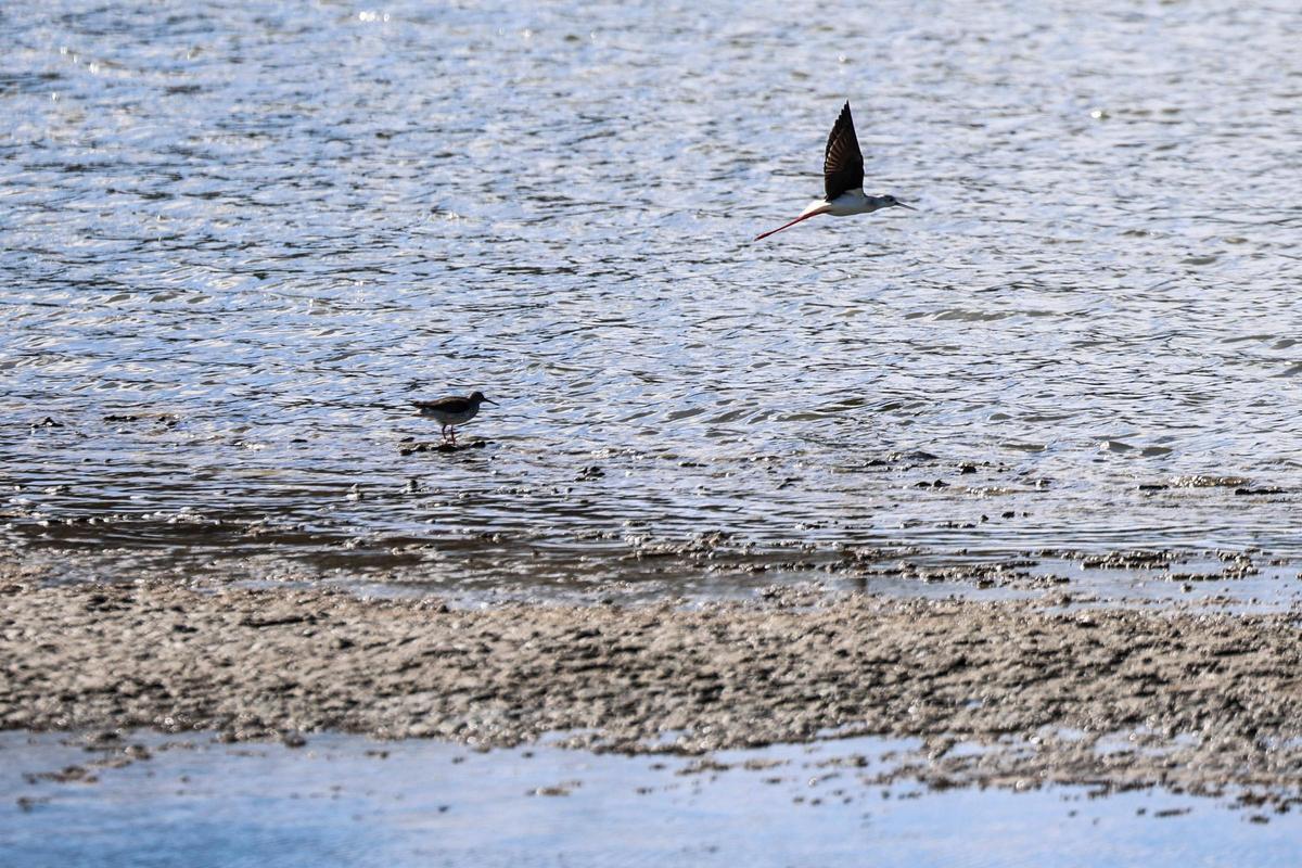 Las imágenes de la jornada en el observatorio de aves en ses Salines de Ibiza