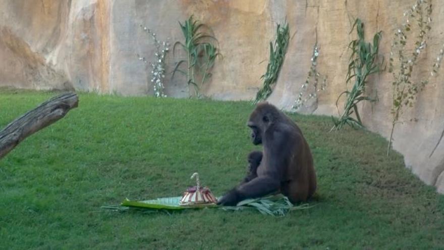 Ekan, el primer gorila nacido en Andalucía celebra su cumpleaños