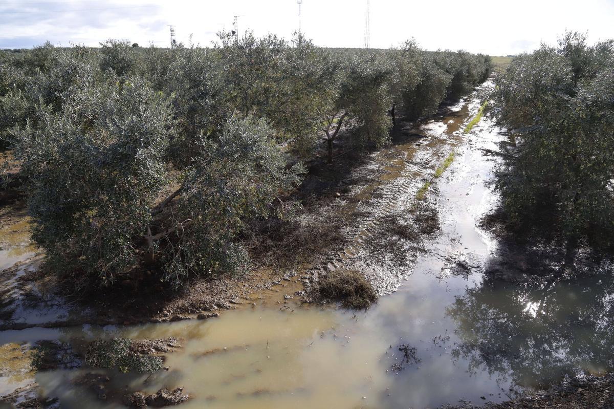 Olivar inundado tras las lluvías