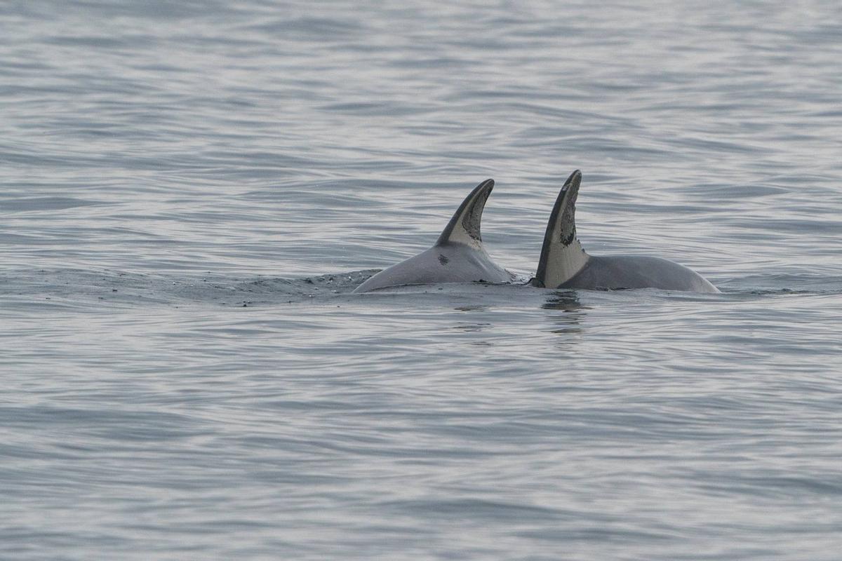 Los delfines, como las ballenas, son acompañantes ocasionales de la tripulación del "Chasula". Los delfines, como las ballenas, son acompañantes ocasionales de la tripulación del "Chasula".