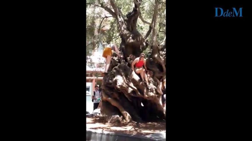 Palmas uralter Olivenbaum wird vor Touristen geschützt