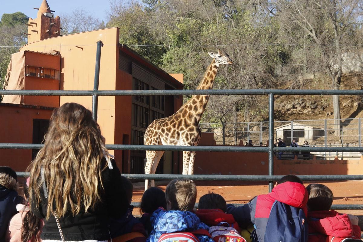 Bulería, la primera jirafa del Zoo de Córdoba