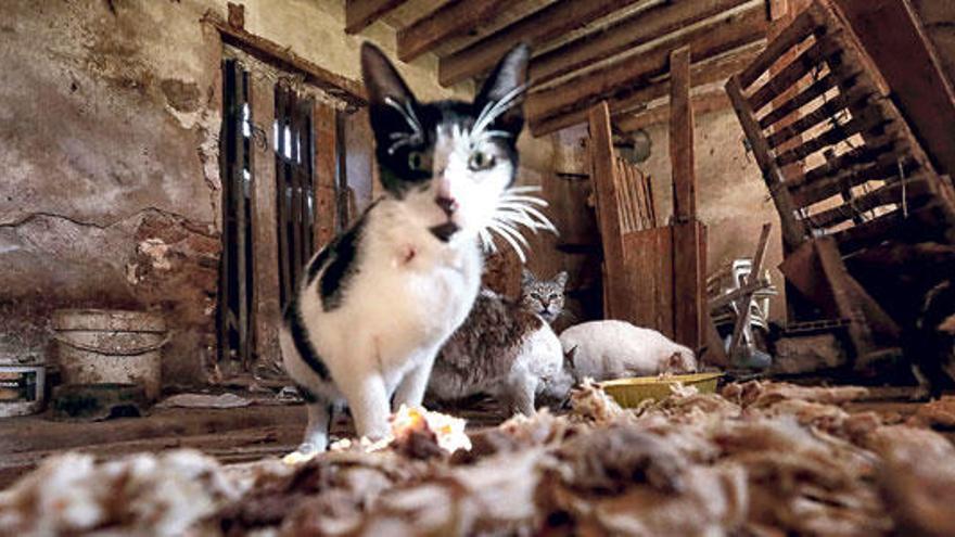 Los gatos de la colonia de Verge  de Lluc viven en una casa abandonada.