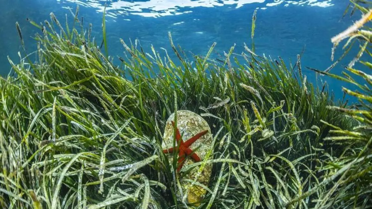El Mediterrani més fràgil: una foto feta a Llançà guanya el MedFoto 2026