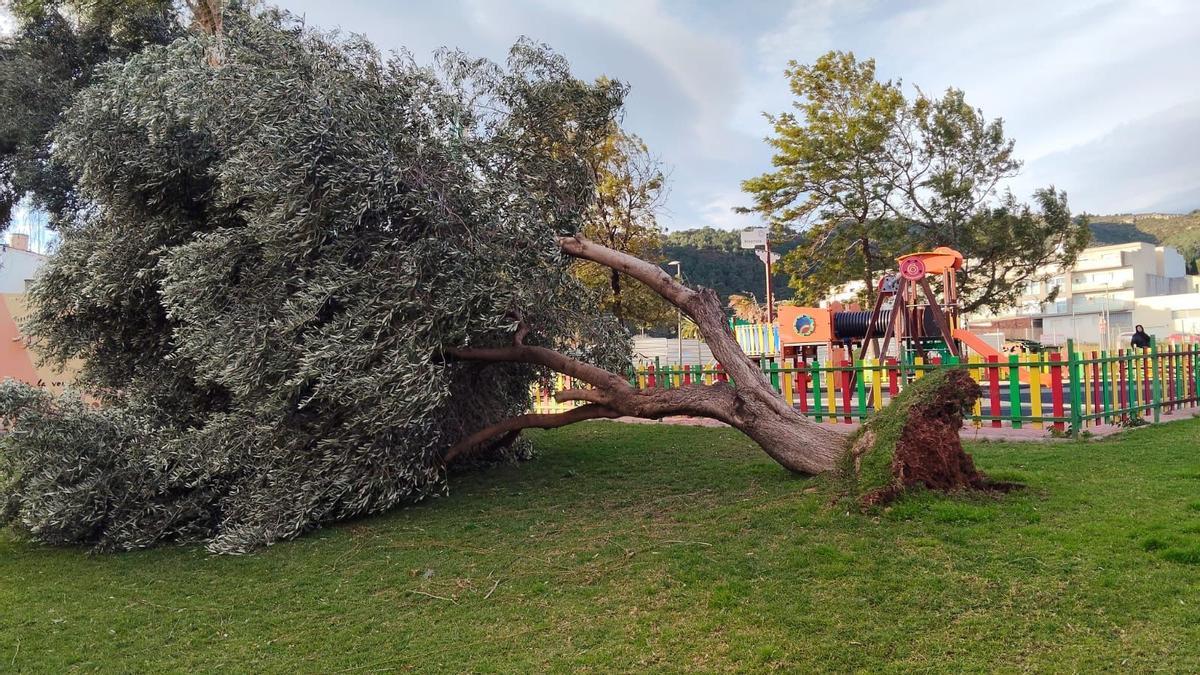 Olivo derribado por el viento en Benifairó de les Valls.