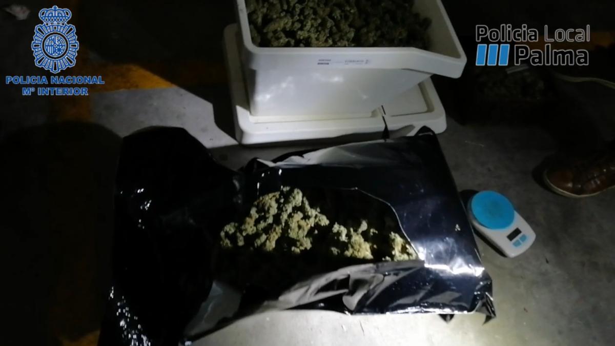 Cogollos de marihuana intervenidos en la operación.