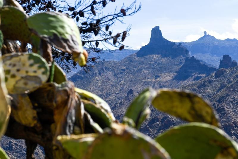 15-10-19 SUPLEMENTOS. ZONA CUMBRERA. ZONA CUMBRERA. Reportaje zonas quemadas tras dos meses. Reportaje triple entrega sobre el paisaje quemado, al cumplirse dos meses. La primera parte será Los tesosos de la Cumbre, en plan más positivo, con los brotes verdes, lugares que visitar. Un segundo con los héroes sin capa, sus protagonistas y una tercera con Lo que el fuego se llevó o Lo perdido, la parte más triste.  Fotos: Juan Castro.  | 15/10/2019 | Fotógrafo: Juan Carlos Castro