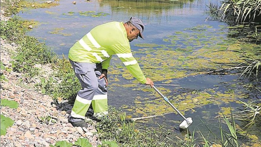 Diputación arranca en Burriana su lucha antimosquitos por el Arenal