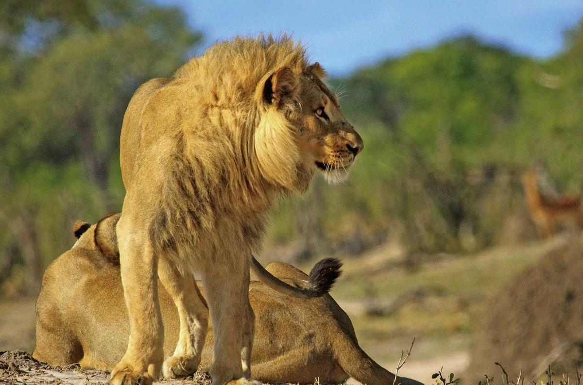 Un león en el área de Robin´s