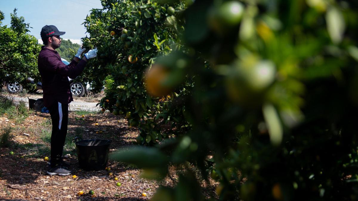 Los agricultores denuncian que comercios y cooperativas mantienen los precios de la naranja mientras ellos recibe un 40% menos