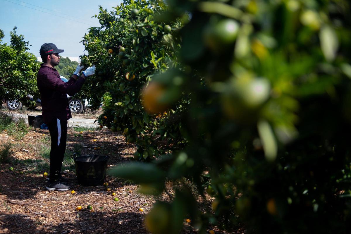 Los agricultores denuncian que comercios y cooperativas mantienen los precios de la naranja mientras ellos recibe un 40% menos