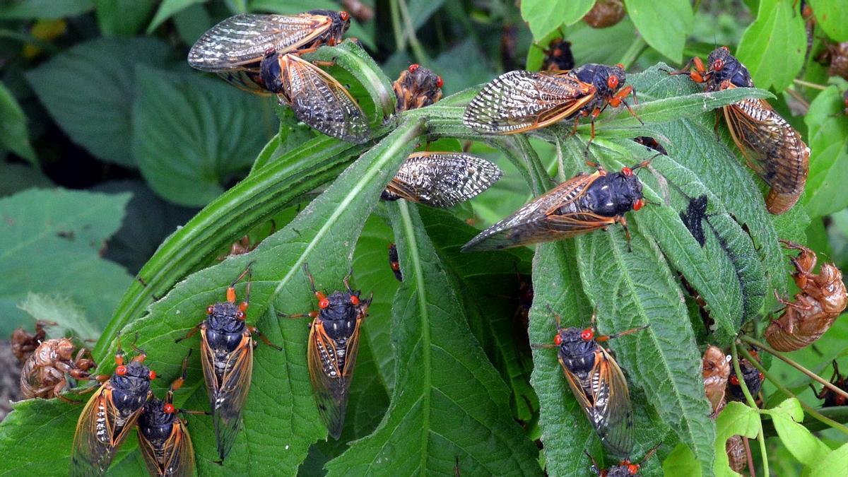 Plaga de cigarras en un jardín en Estados Unidos.