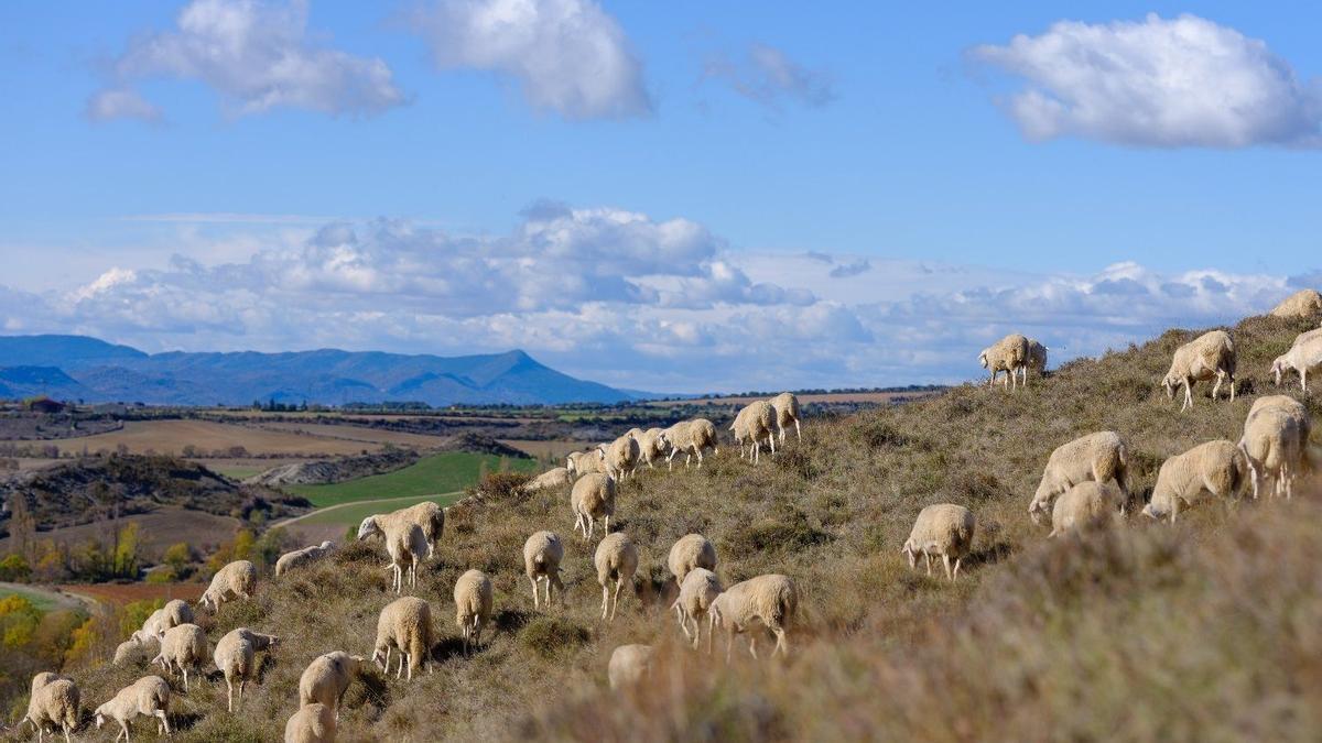 Rebaño de ovejas perteneciente a una de las ganaderías de Ternasco de Aragón