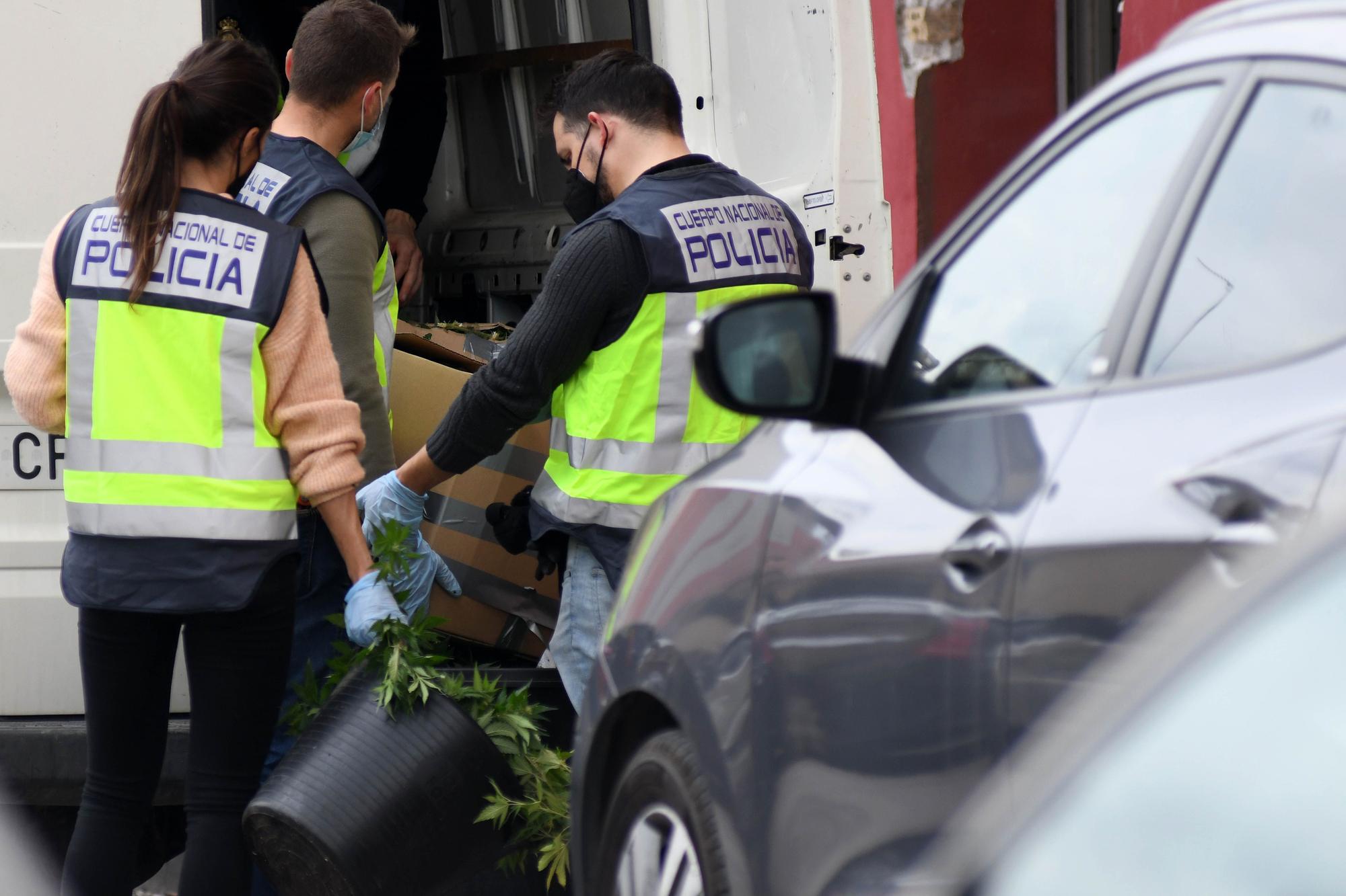 Golpe al cultivo de marihuana en el Espíritu Santo de Espinardo