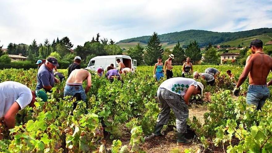 Vendimiadores españoles durante una campaña anterior en Francia.