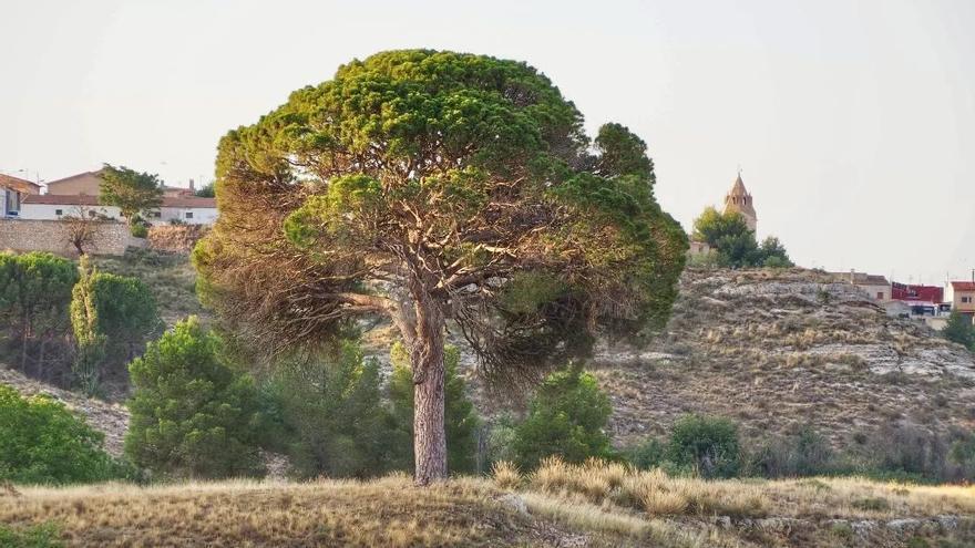 Este es el pino español que aspira a convertirse en Árbol Europeo del Año