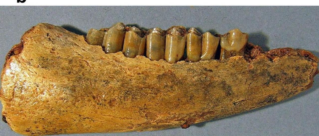 Restos de la mandíbula del caprino ibicenco que se muestra en el artículo de Moyà-Solà, Quintana y Köhler.