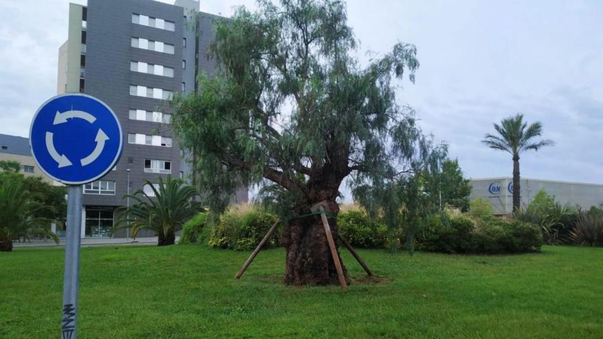 El pebrer centenari del passatge Ponent de Figueres supera el trasplantament del trasllat