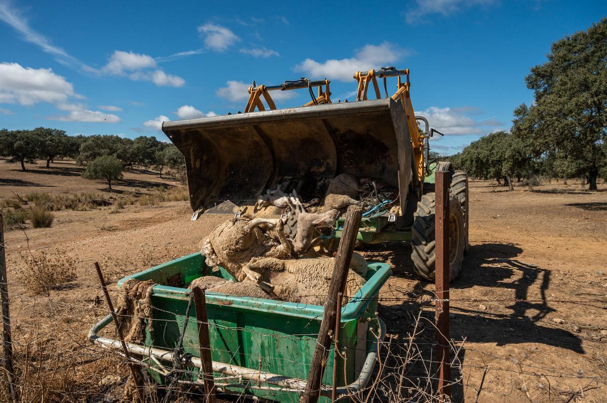 Retirada de animales muertos por la lengua azul en una explotación extremeña.