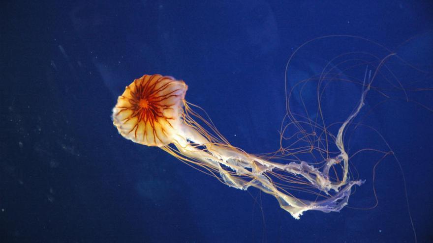 Chrysaora hysooscella o ´medusa compás´, una de las especies de medusas más comunes en el Mediterráneo.