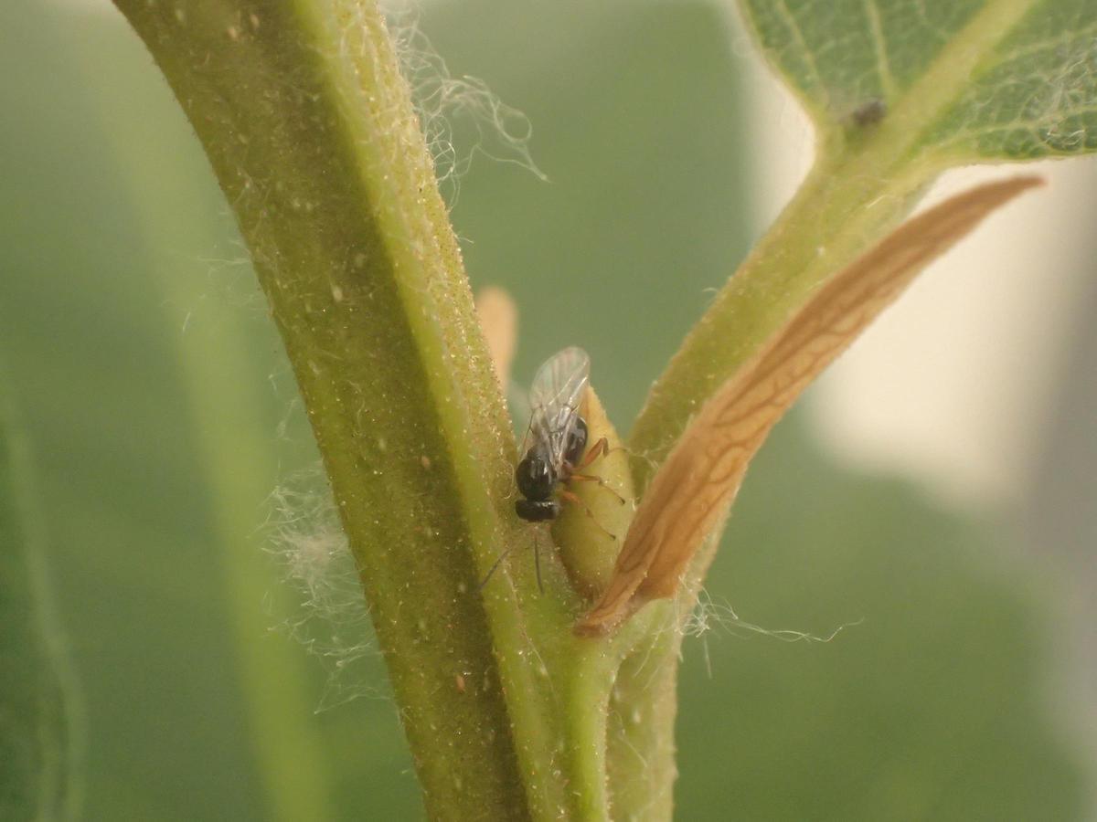 Imagen de la avispilla Dryocosmus kuriphilus ovipositando