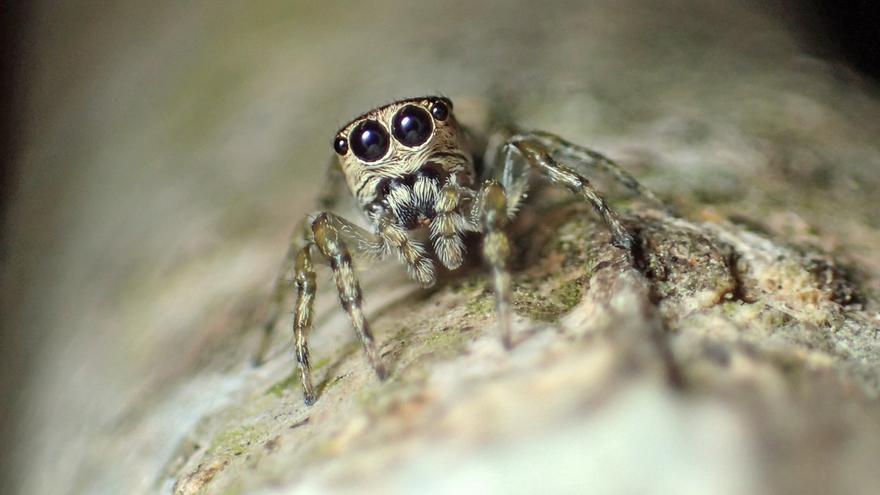 Hallan la especie de araña número 50.000 y aún quedan otras tantas por descubrir
