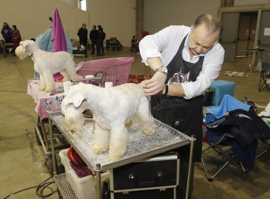 La exposición canina vuelve a contagiar la fiebre perruna en Vigo