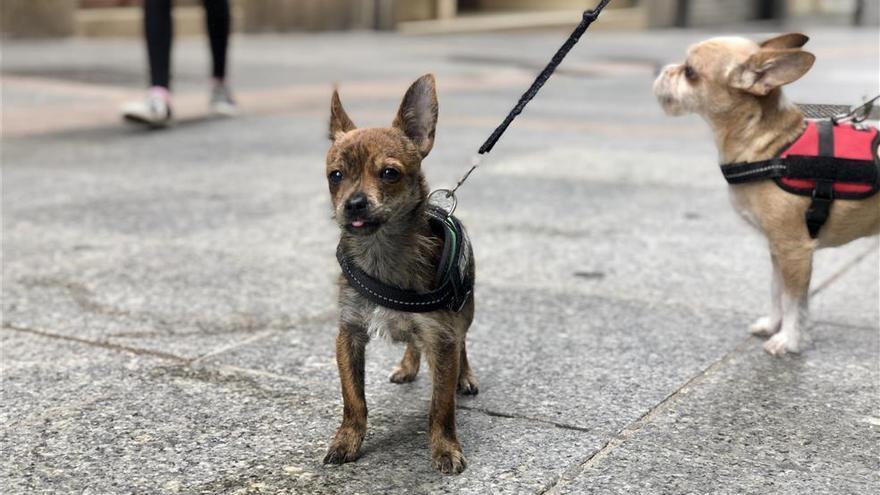 El primer paseo de la nueva normalidad de Dika