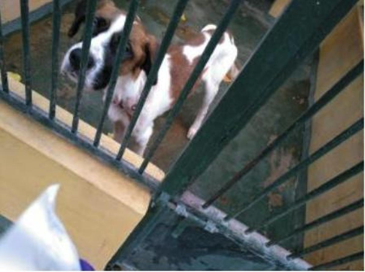Will nicht immer nass werden: Hund in Palmas Tierheim Son Reus.