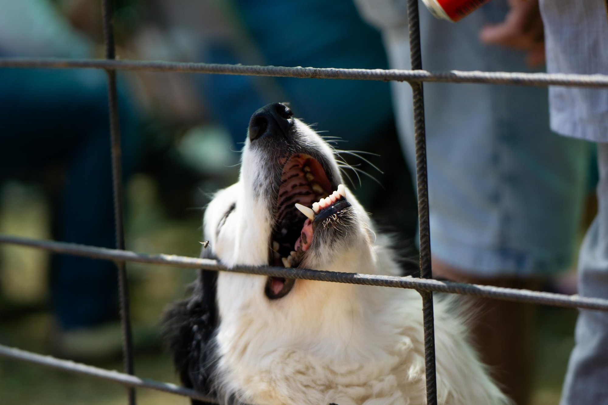 FOTOGALERÍA: Las imágenes del concurso de perros pastores de Ares del Maestrat