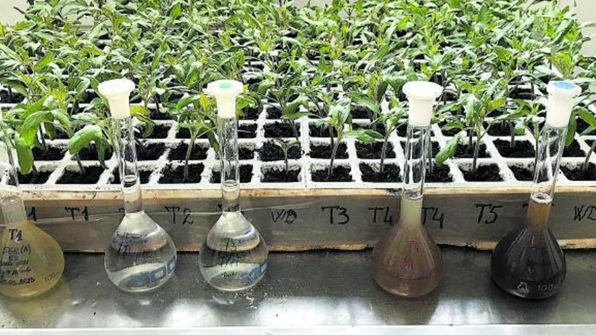 Cultivos tratados como bioestimulantes para reforzar sus defensas contra la sequía hidrológica.