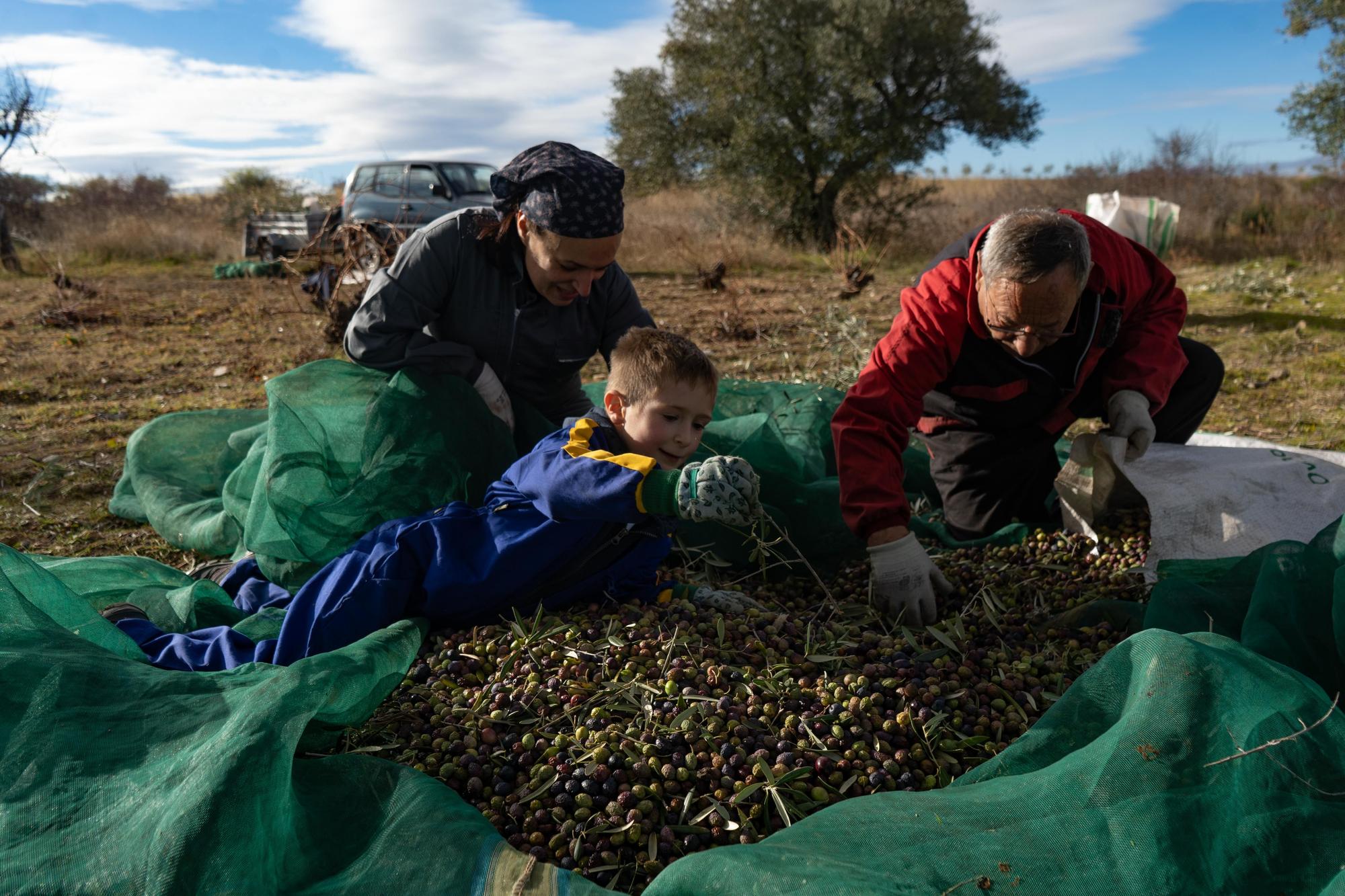 GALERÍA | Recogida de la aceituna en Fermoselle