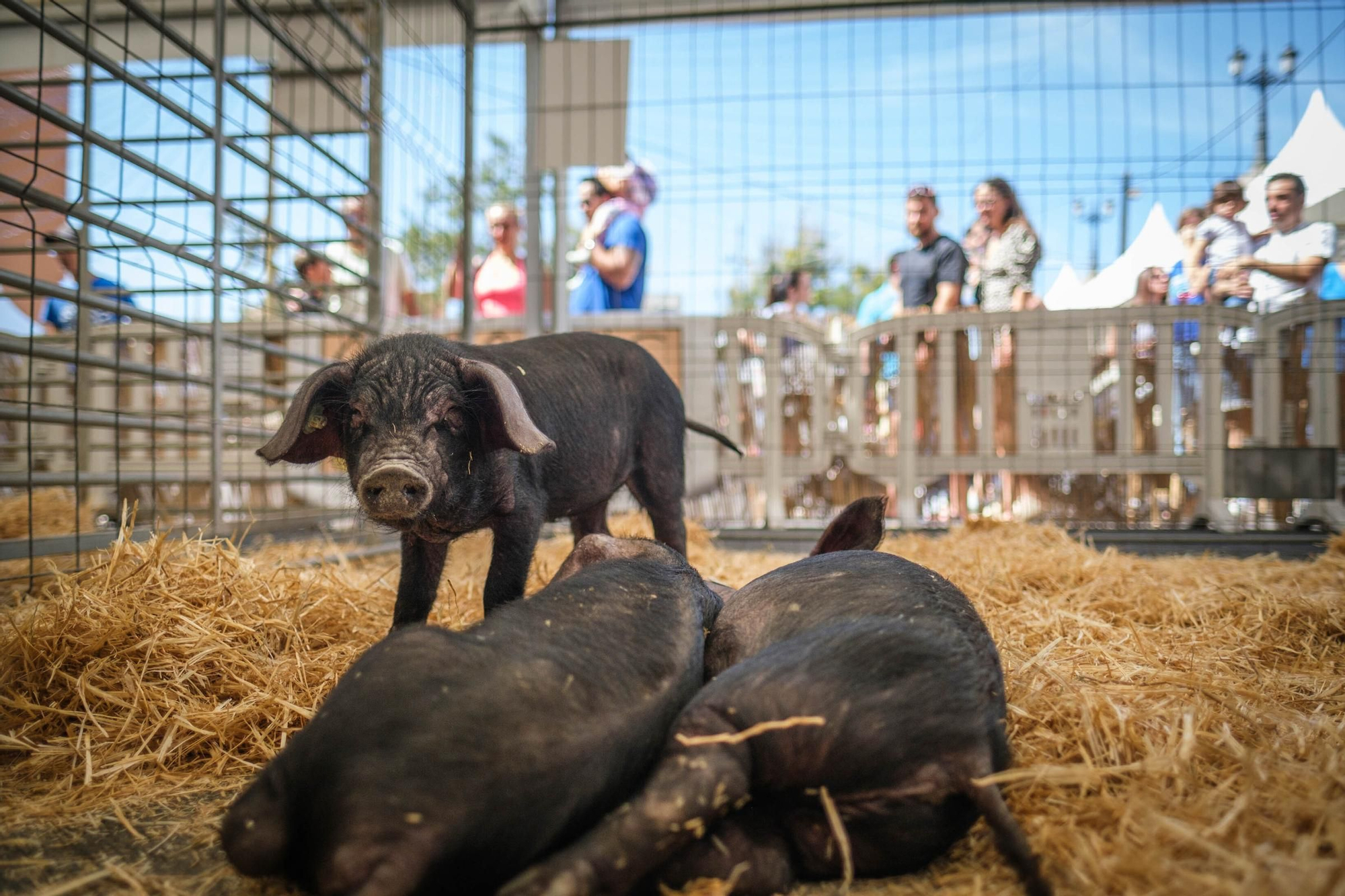 Santa Cruz celebra el Día de Canarias