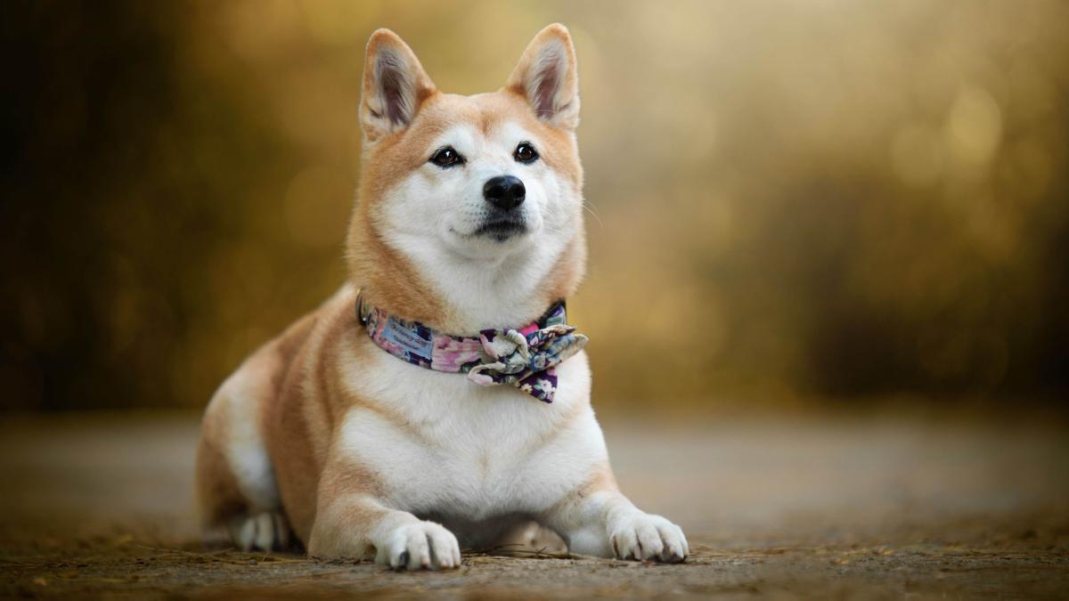 Roma luce collar en las redes.