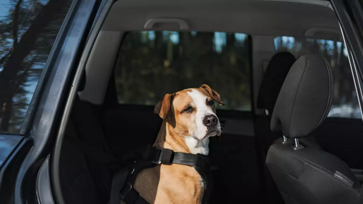 ¿Podemos romper la ventanilla de un coche para salvar a un perro del golpe de calor?