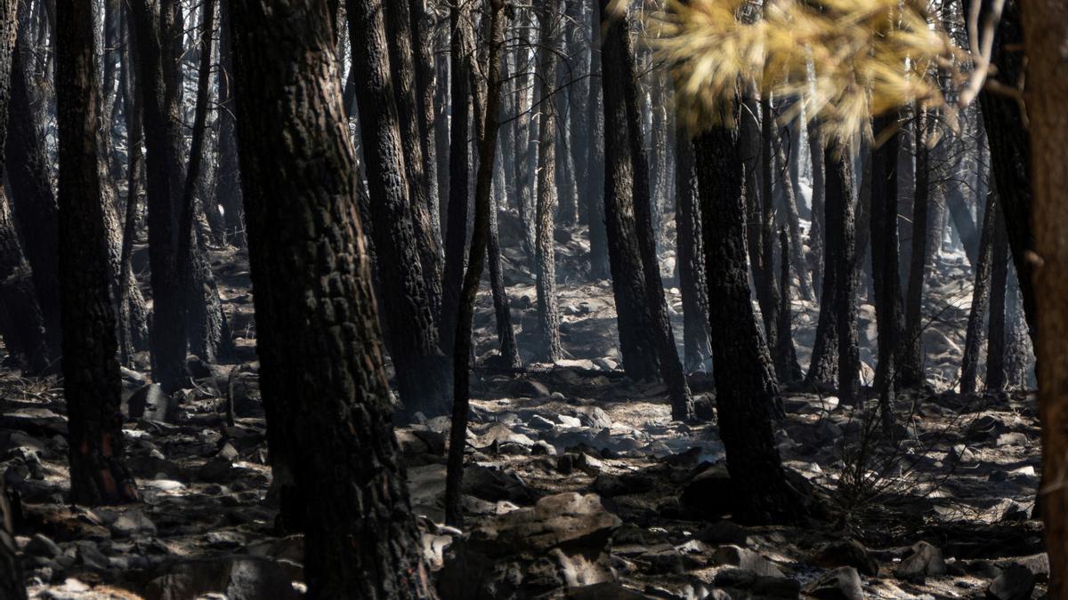 Pino quemado por el incendio de Sierra Bermeja