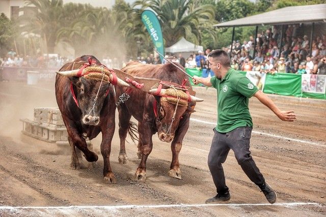 Feria de ganado y procesión por las Fiestas de San Benito en La Laguna, julio 2022