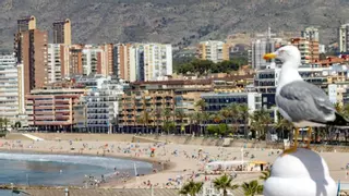 El Ayuntamiento de Benidorm destina ayudas a la creación de nuevas empresas