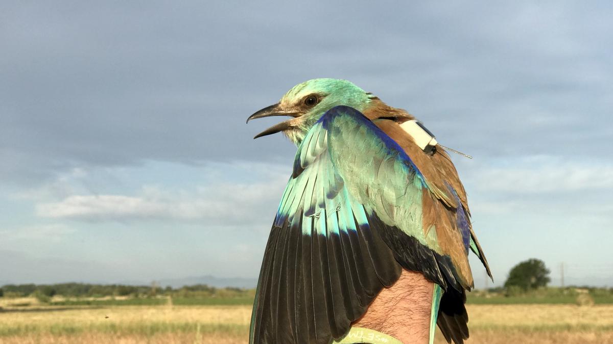 El gaig blau es consolida a l'Empordà