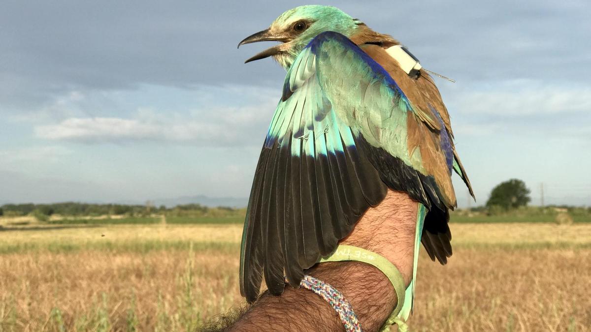 El gaig blau es consolida a l'Empordà