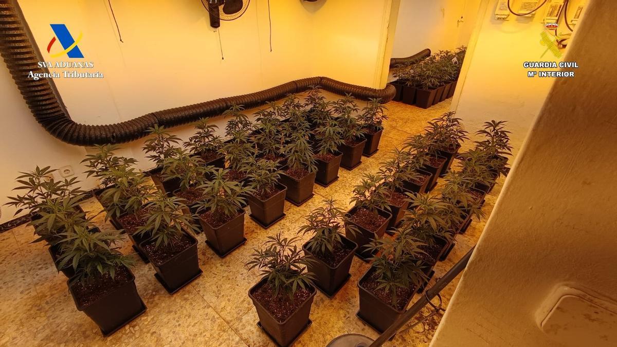 Plantas intervenidas durante la operación