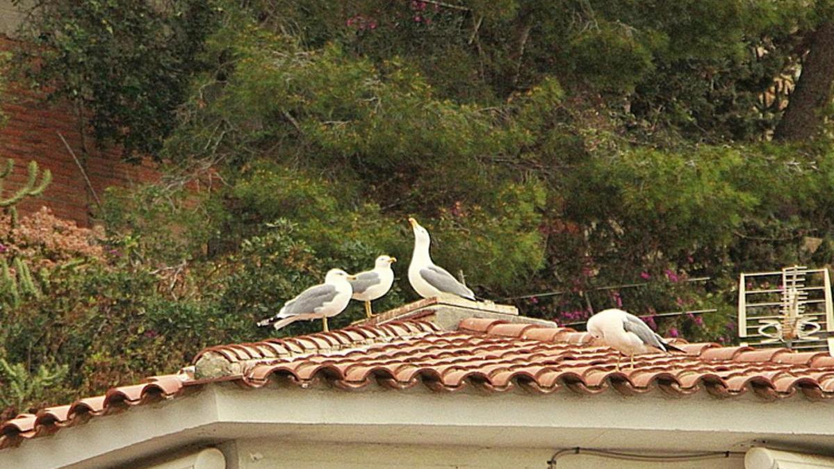 Diversos gavians a la teulada d&#039;una casa de Blanes.