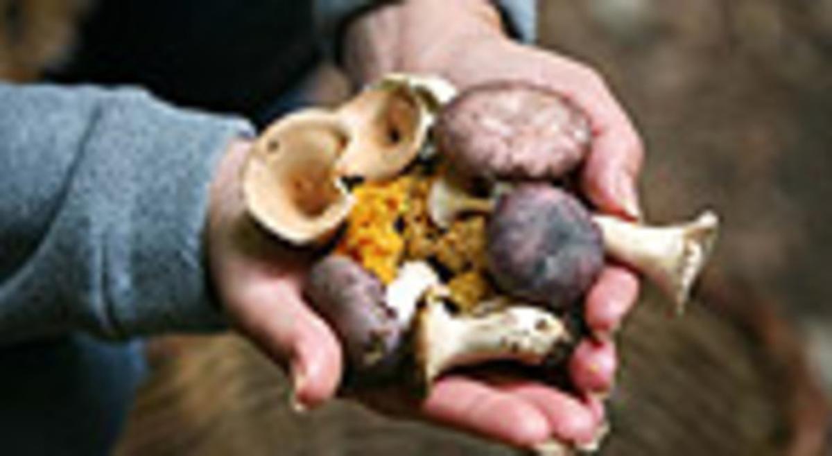 Alguns exemplars de bolets comestibles trobats al Montseny. Alguns exemplars de bolets comestibles trobats al Montseny.