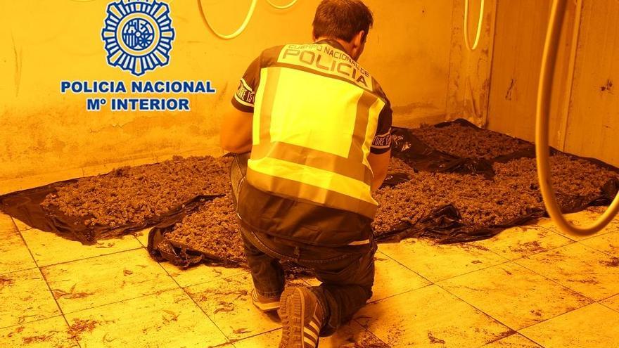 Un agente inspecciona una plantación de &#039;maría&#039;.