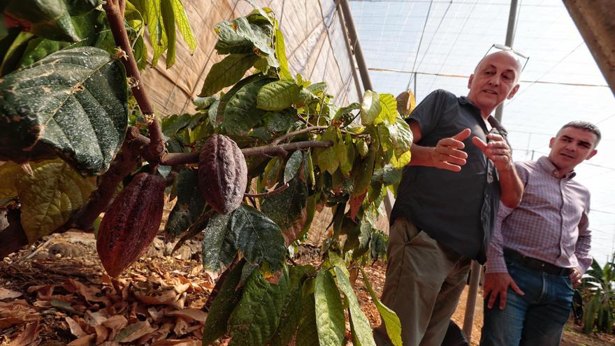 Canarias busca convertirse en la segunda región de Europa en cultivar cacao, el fruto llamado a ser el nuevo oro de la agricultura