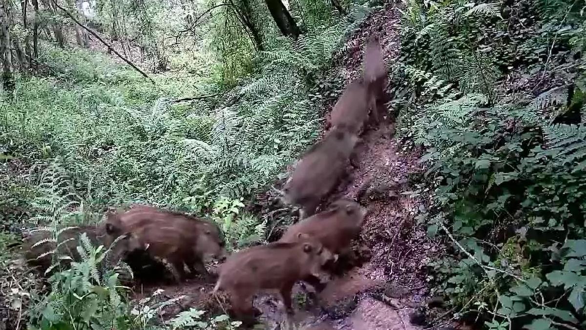 Familia numerosa de jabalíes en Valdesoto: el vídeo que captó el tránsito de más de una decena de crías en el bosque de Castiello