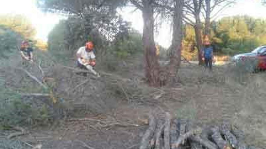 Un grupo de personas realiza trabajos de limpieza en una masa forestal.