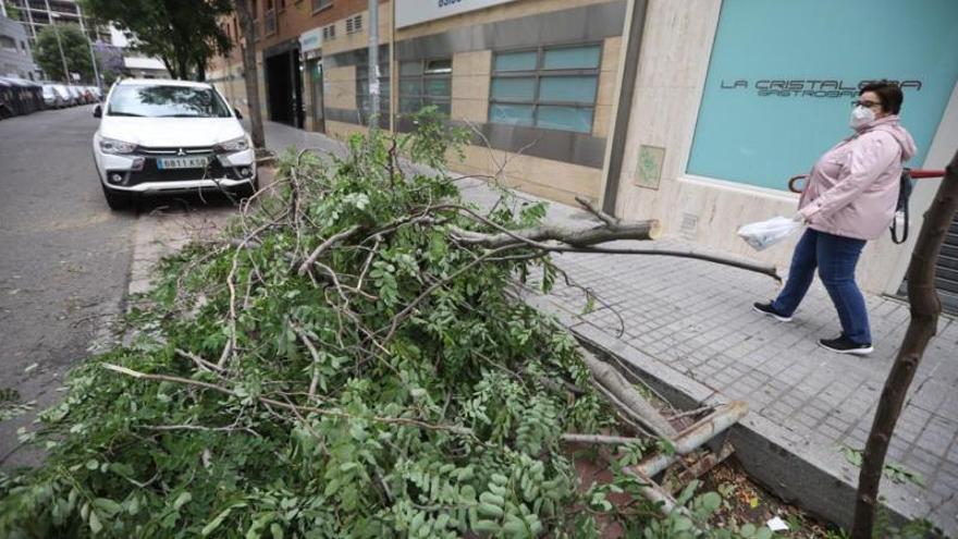 El temporal de lluvia y viento provoca la caída de ramas en tres calles de Córdoba