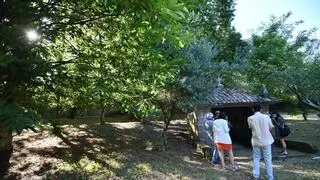 Cultura avala las intervenciones y talas en los jardines de Santa Clara