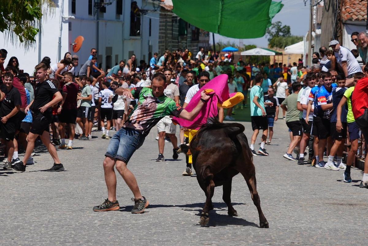 Las vaquillas vuelven tomar la calle en la feria de Añora Las vaquillas vuelven tomar la calle en la feria de Añora